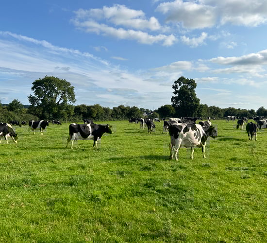 Each extra day at grass in autumn is worth an added €3/cow