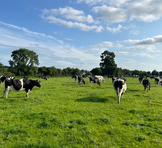 Cllr proposes campaign to boost Leitrim agriculture