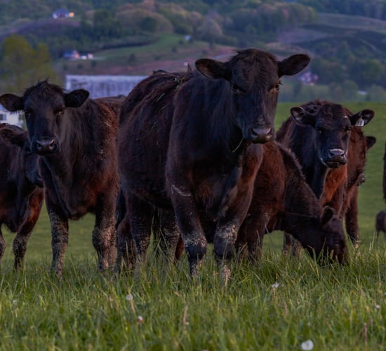 More than $6m to support Canadian beef export market