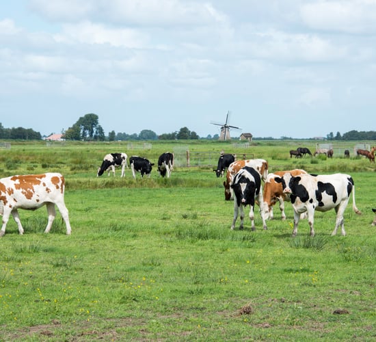 Netherlands doubles state aid funding for farmers impacted by war