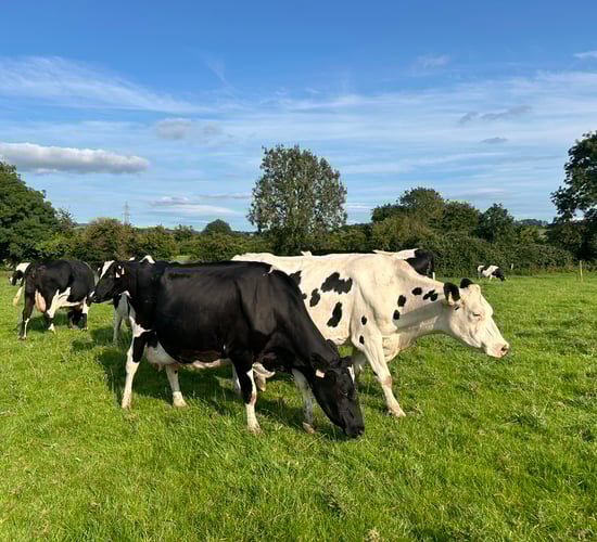Dairy advice: Management tips with next season in mind