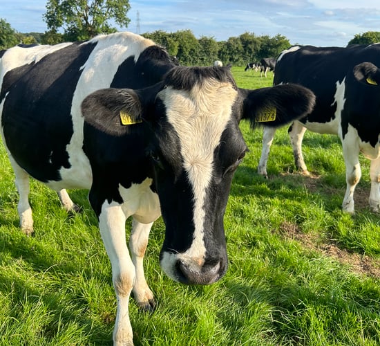 Should you be milk pregnancy testing or scanning your cows?