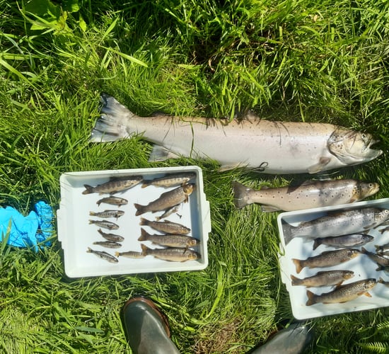 Investigation launched as up to 2,000 fish killed in Wicklow river