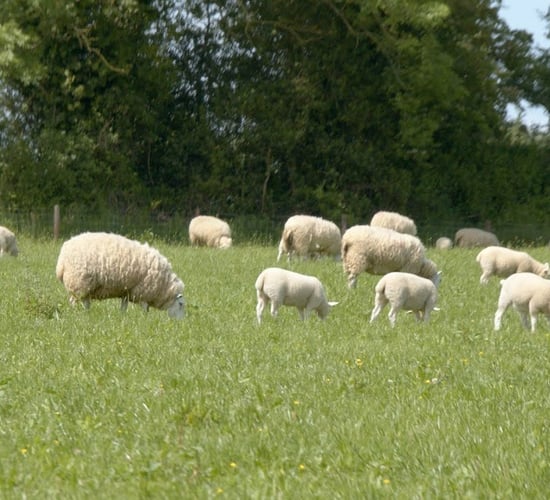 Agriland and Elanco launch 'Flock Forwards, not Backwards' series