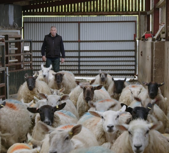 Flock Forwards, not Backwards Series: Avoiding needless wormer dosing