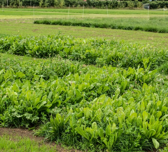 Research trial: Extra 100kg N/ha only yielded 1t DM/ha per year