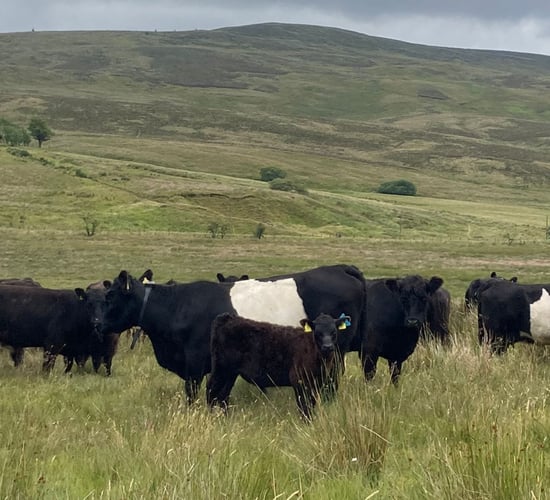 Foyle farm suckler herd trials 'virtual fencing' for hill grazing