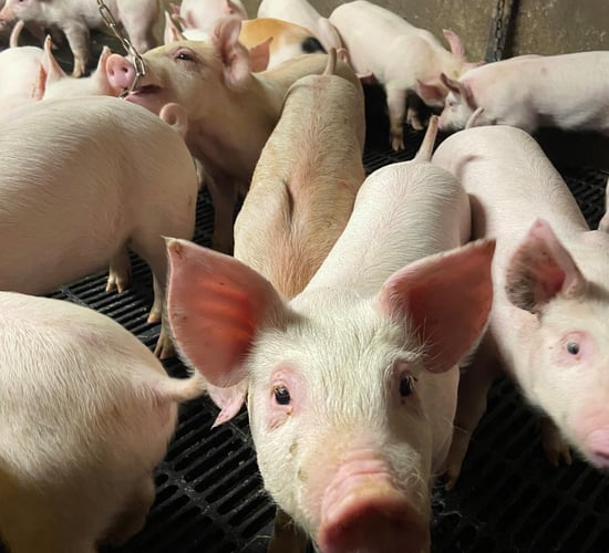 Chinese tariffs will cause 'serious damage' to EU pig sector