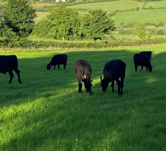 June grass low in minerals with effects seen in livestock