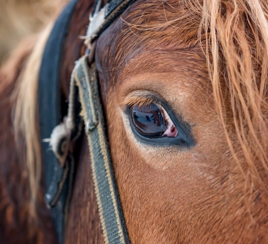 DAFM: No approval sought yet for new horse slaughter plant