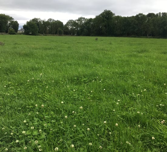 Keeping grass quality in order on drystock farms this year