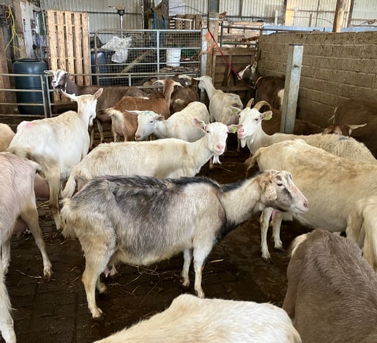 DAFM breaks down number of goat herds per county