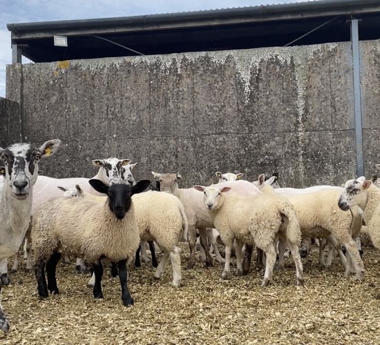 Watch: Combining sheep and tillage on an organic farm in Carlow