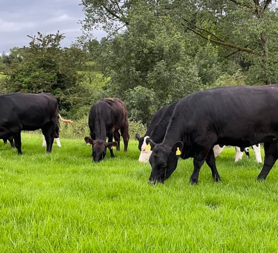 Beef kill: Strong cattle supply despite talk of numbers falling