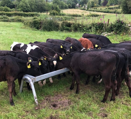 Farmers reminded to be wary of lungworm in cattle