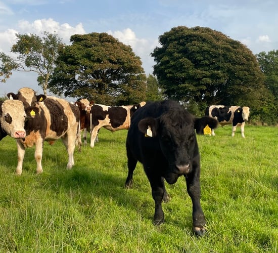 Factory quotes: Bullock price edging back to €5.00/kg base