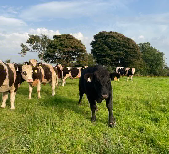 Factory quotes: Beef-price offerings reduced this week