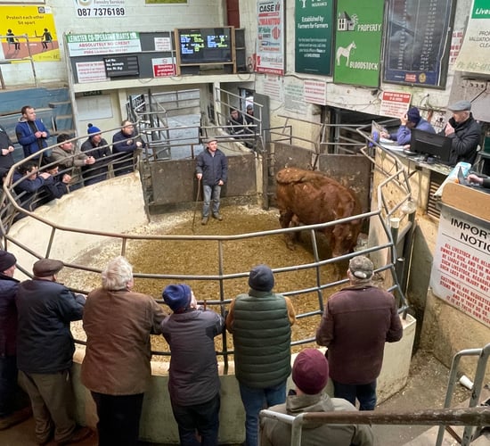 'Tougher trade' for plainer cattle at marts this week