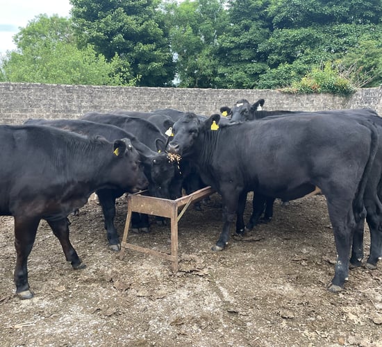 19% drop in methane from linseed oil in cattle diets