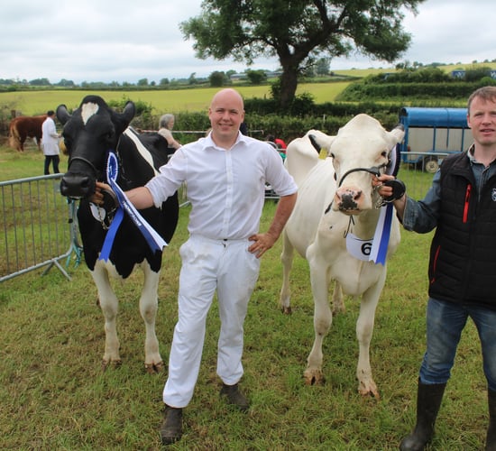 Jersey cow wins dairy inter-breed title at Newry Show