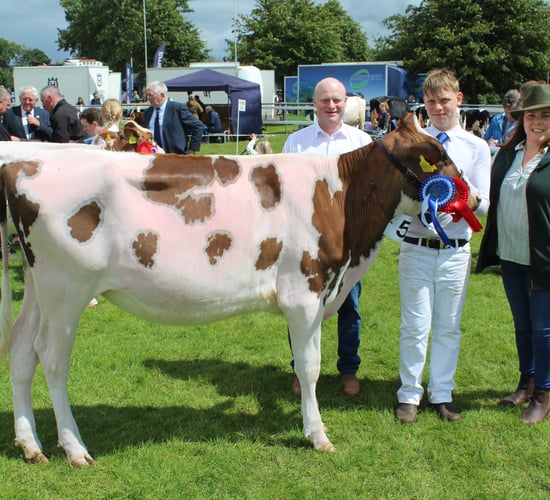 Record entry of sheep and cattle at Omagh Show 2024