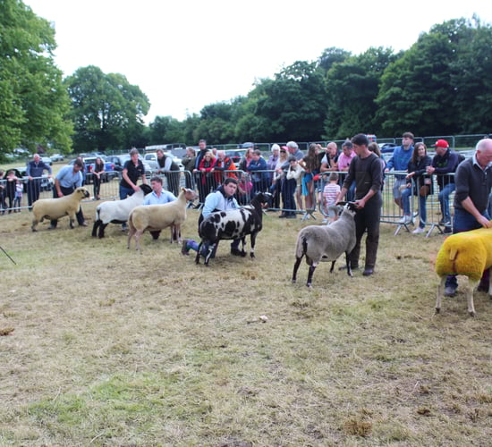 16 breeds line-up for Castlewellan sheep championship