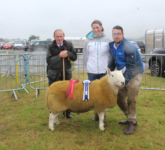 North Country Cheviot ram catches the eye at Limavady Show 2024