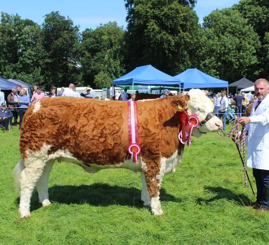 Cattle entries well up at Antrim Show 2024