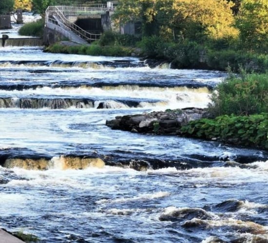 Investigation into death of 850 wild salmon in Sligo river