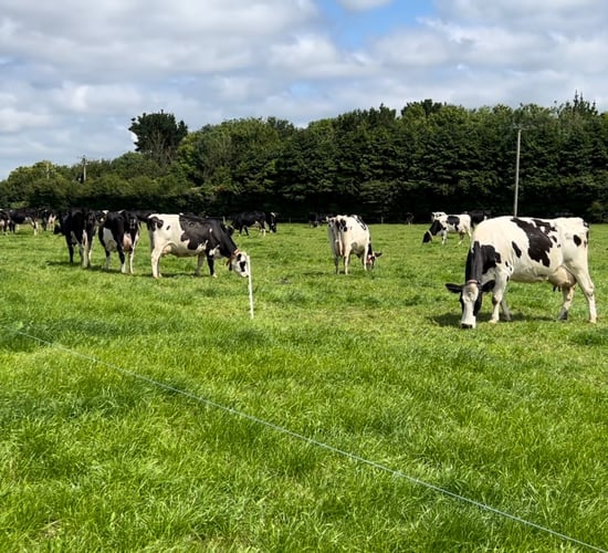 Breeding: What criteria are farmers using to select sires?