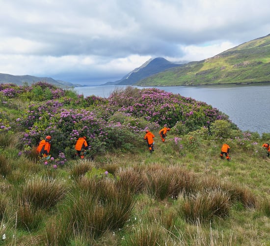 Rhododendron control project to expand into south Connemara