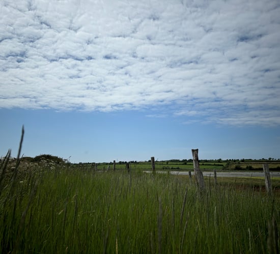 Claims for €50/ha late meadow bonus can be made for ACRES applicants