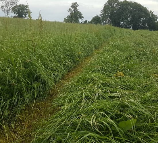 Light second cut: Mow now or wait for crop to bulk up?