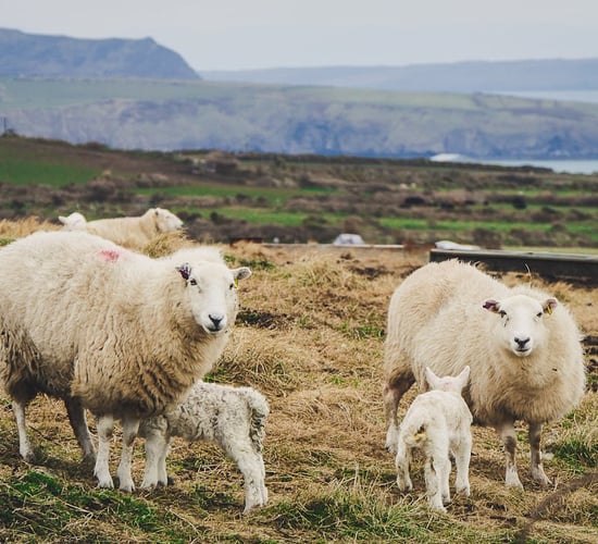 Fears for future of sheep sector as lamb prices tumble