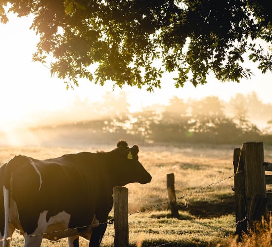 'Blueprint' to eradicate TB in Northern Ireland published