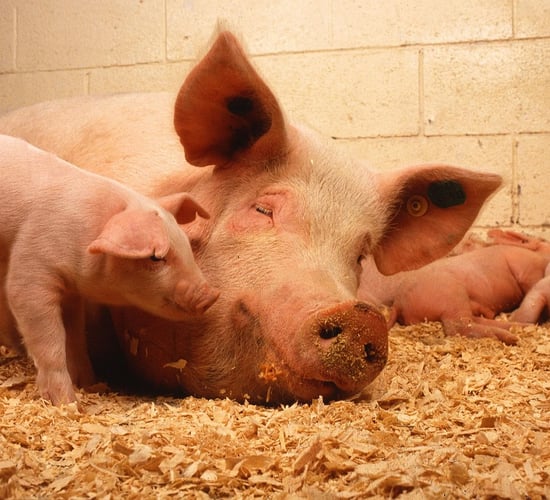 Planning restrictions hinder growth of pig sector in NI