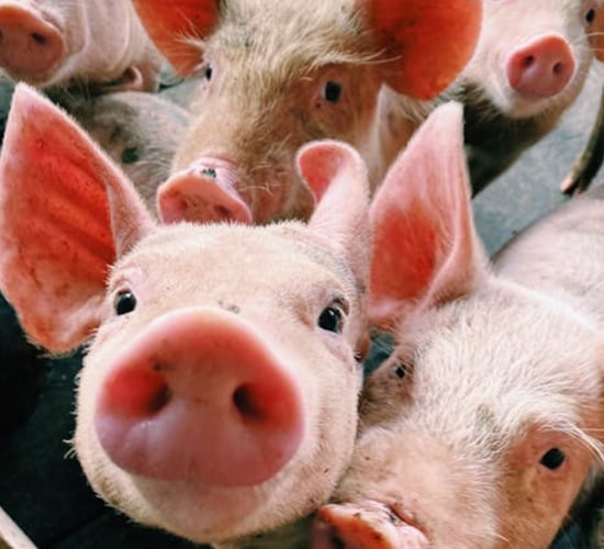 The importance of measuring crude protein levels in pig feed