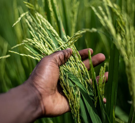 Local markets key to tackling global hunger - experts