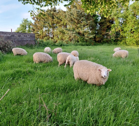 What is the 'ewe-nique' change to the Roscommon GAA crest?