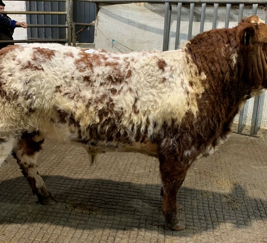 Mart report: Weanling bulls reach €4.23/kg at Balla Mart