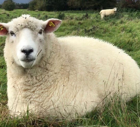 Galway Wool Co-op to harvest 5,000kgs of wool at Meitheal 2024