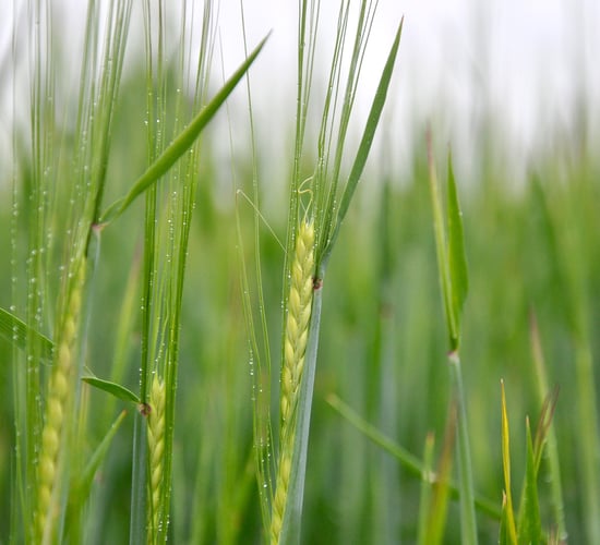 April-sown barley and oat crops looking well in Co. Mayo