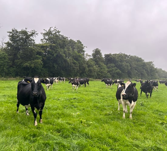 Dairy focus: Target 'enough winter feed and enough winter cash'