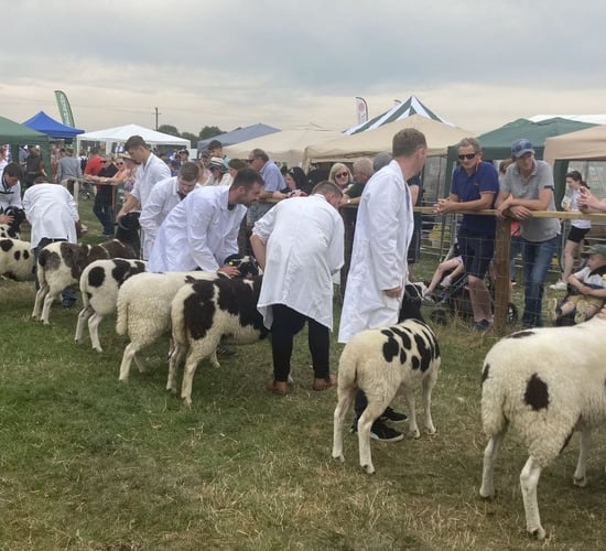 Record breaking entry of sheep set for Tullamore Show