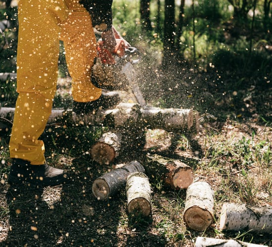 Just over 200 felling licences issued by DAFM so far this year
