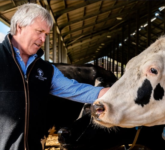 British supermarkets back feed trials to cut methane emissions from UK farms