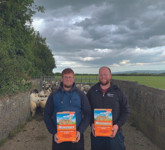 Dosing to avoid a loss of €1.20 per lamb per week
