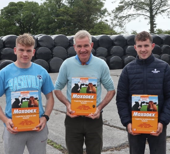 Using Moxodex Pour-On on replacement heifers for European market
