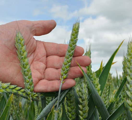 Tillage: Latest crop report brings both good and bad news