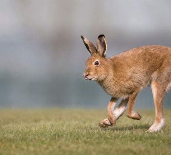 ISPCA: Over 3,000 hares were coursed during the '23/'24 season